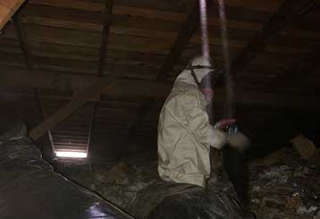 Rodent Control Project | Attic Cleaning Glendale, CA