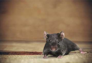 Rodent Proofing | Attic Cleaning Glendale, CA