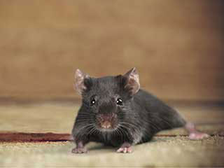 Rodent Proofing Services | Attic Cleaning Glendale, CA Rodent Proofing Services | Attic Cleaning Glendale, CA
